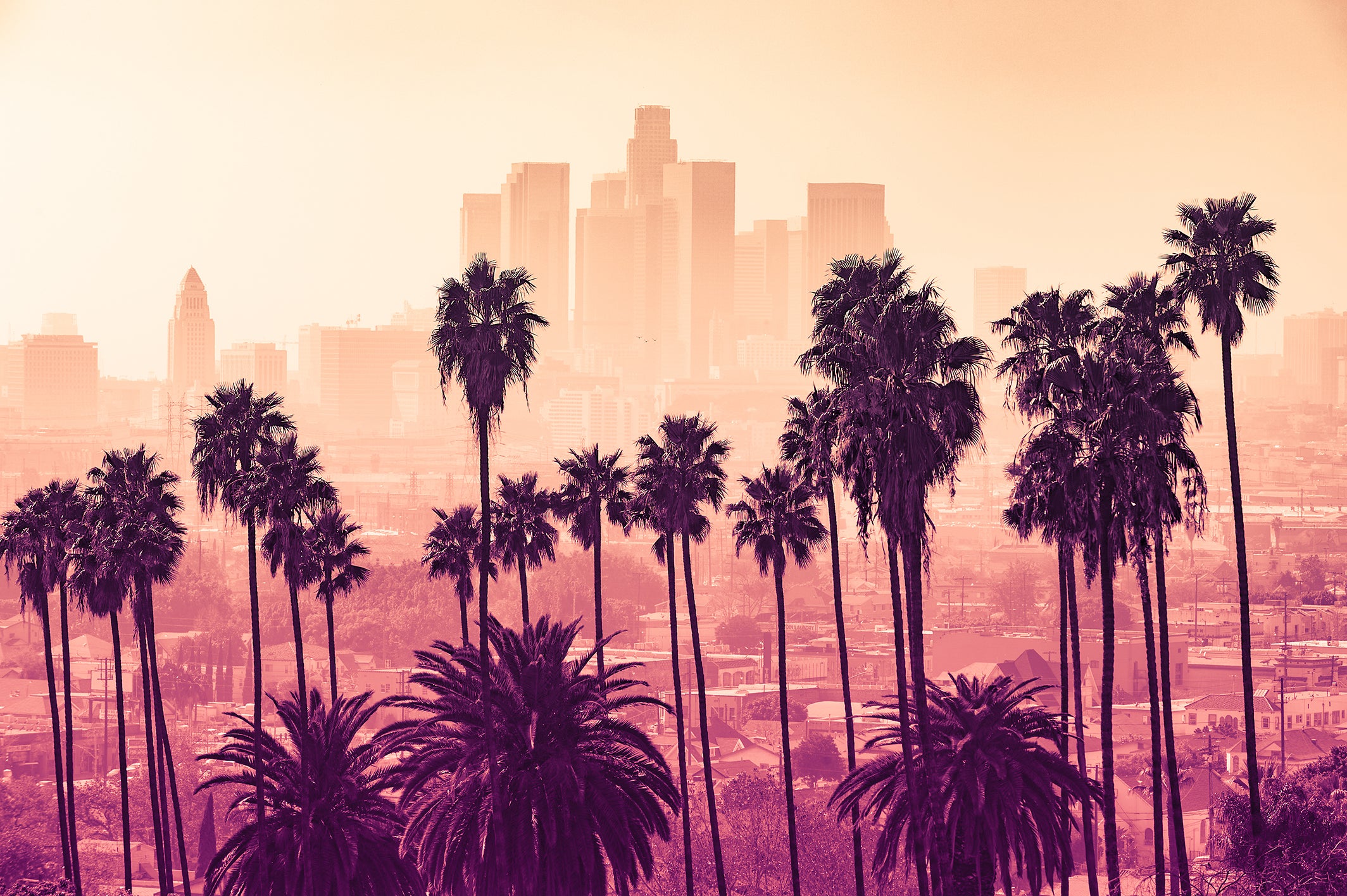 Image of downtown Los Angeles during sunset with palm trees in the foreground