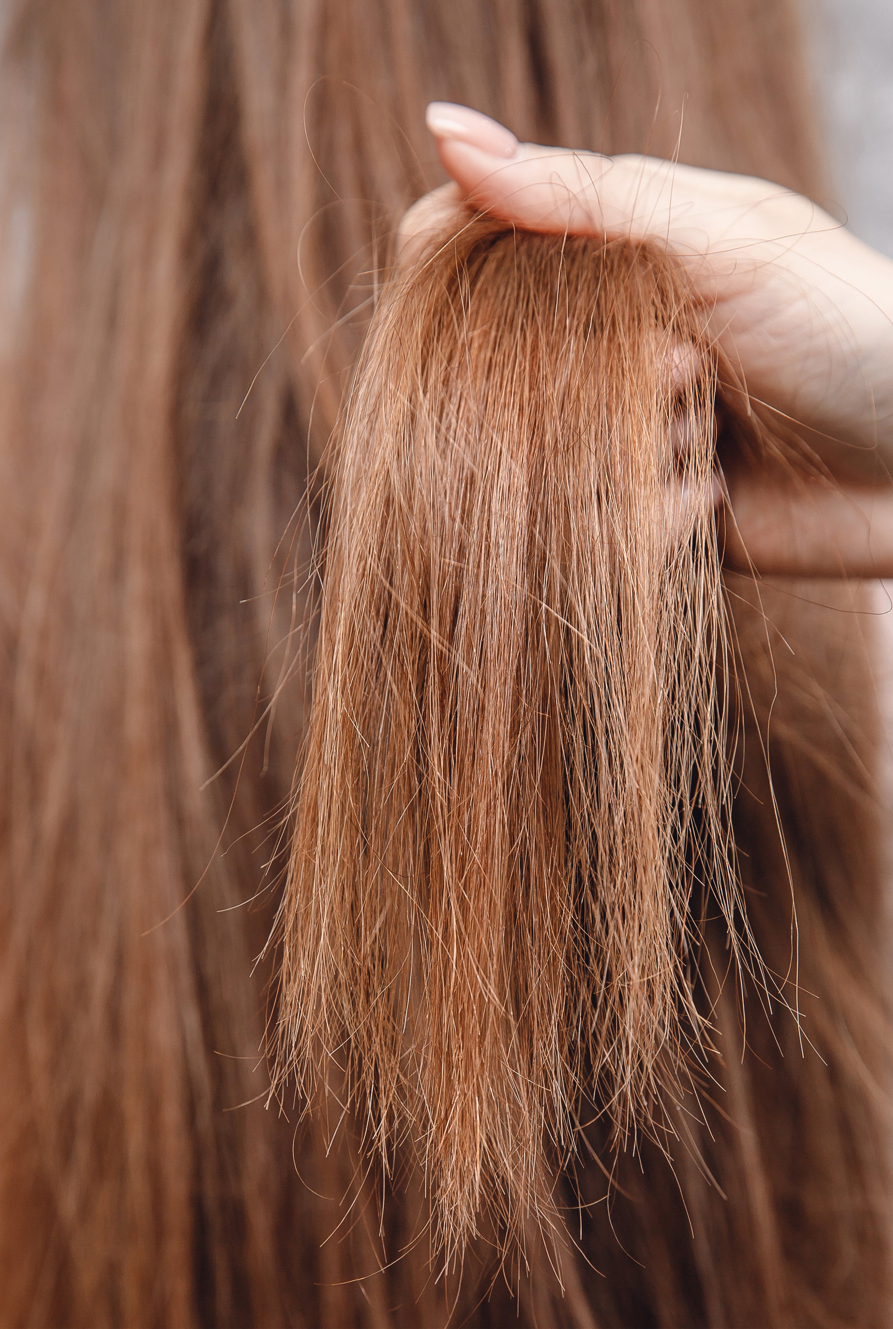 Photograph of manicured hand holding a section of reddish brown damaged, long hair in focus